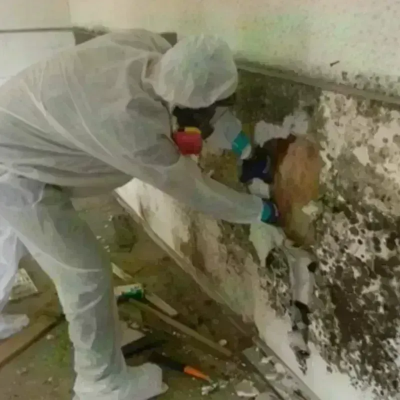 Mold Remediation and Removal in Albion, MI